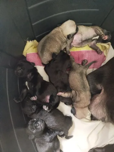 Filhotes de Pug