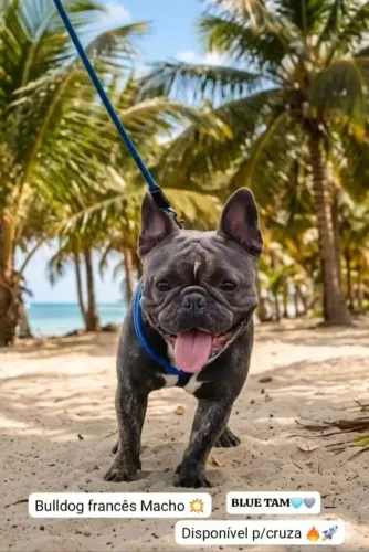 Bulldog francês