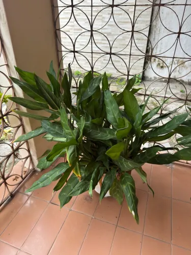 Plantas variadas com vaso incluso !