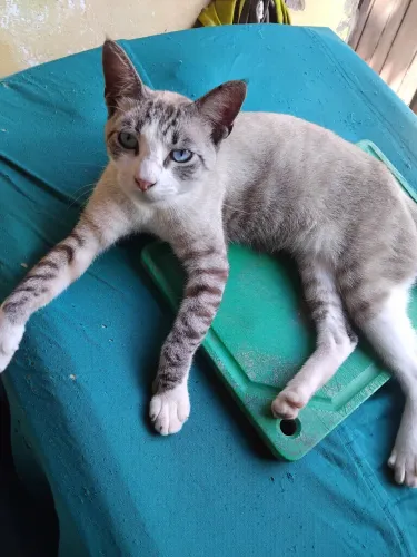 Gatinho pra adoção