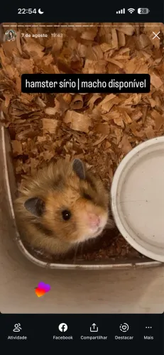 Hamster Sírio | @tocadosfavoritos