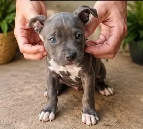 Vende se filhote de pitbull América bully