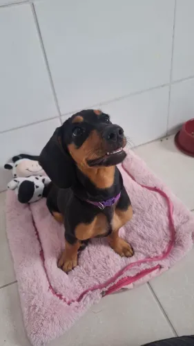 Filhote FÊMEA de Cachorro Salsicha (Cofap/Dachshund)