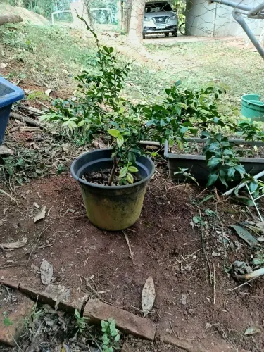 Mudas de Jaboticaba Olho de boi