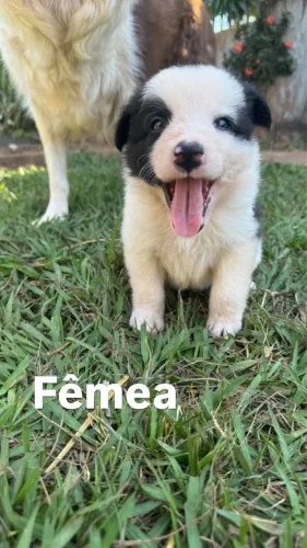 Filhotes Border collie