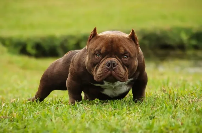 American bully