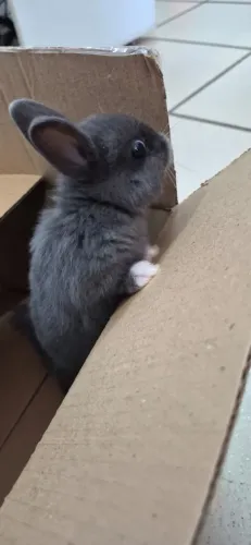 Mini coelho fêmea