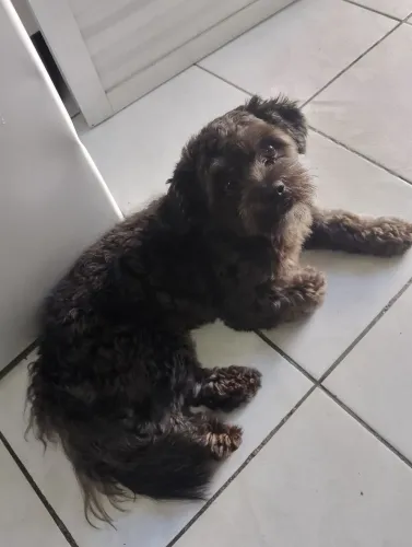 Vendo cachorro 