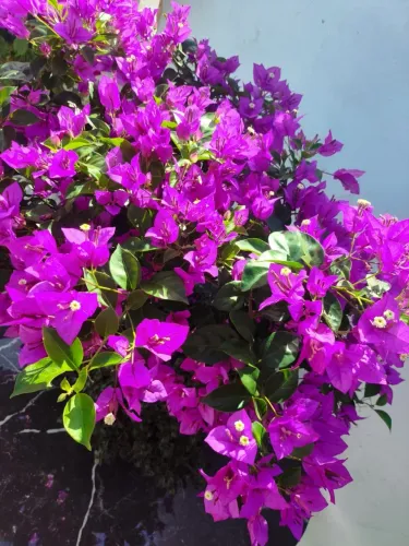 Bonsai