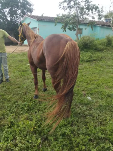 Cavalo de direita bom