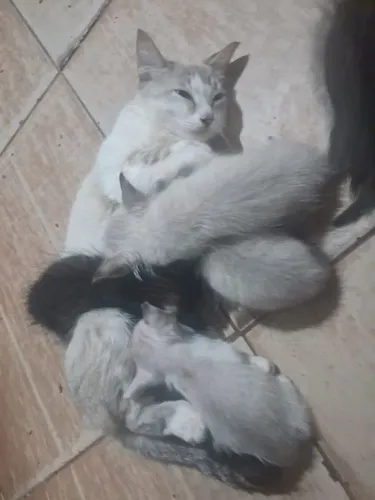 Doação de lindos filhotes