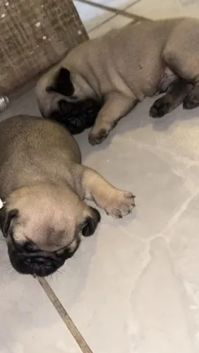 Pug Doguinho que pode ser sua próxima grande descoberta