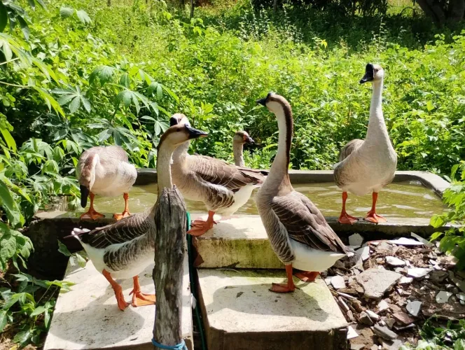 Casal Gansos sinaleiros Chinês 