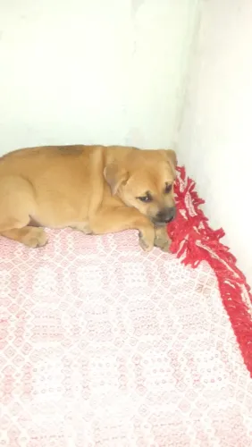 Cachorro para doação, Chow Chow misturado com fila brasileiro