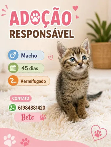 Gato adoção