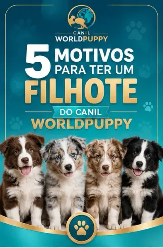 Boder Collie