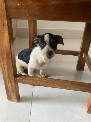 Filhote para adoção