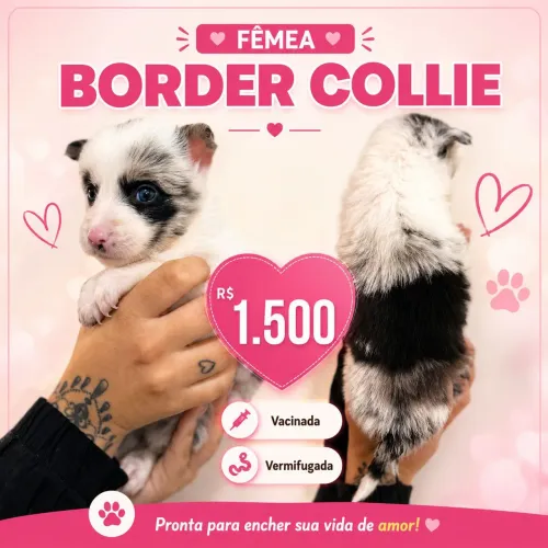 Vendo lindos filhotes de bhoder collie puros liberado para dia 11 já comendo 