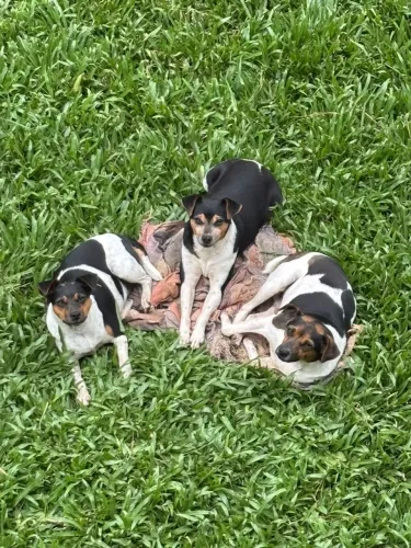 Doaçao - femeas adultas fox paulistinha