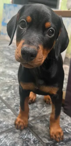 Filhote fêmea de Doberman