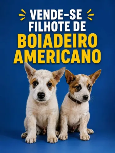 Filhotes de Boiadeiro Americano à venda