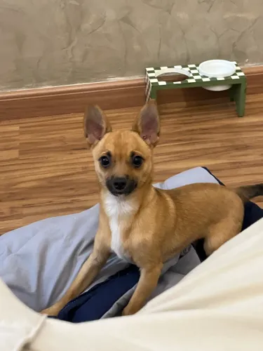 Chihuahua