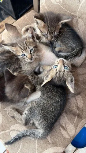 Adoção responsável gatinhos