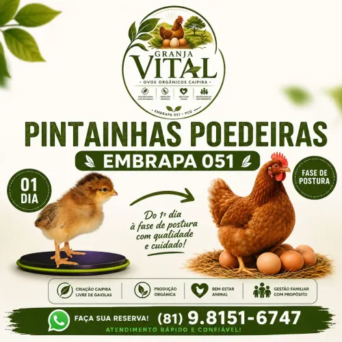Embrapa 051 - Poedeiras