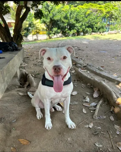 ADOÇÃO RESPONSÁVEL - PITBULL MACHO (1 ANO)