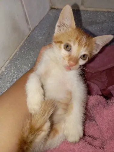 Adoção responsável de Gatinhos
