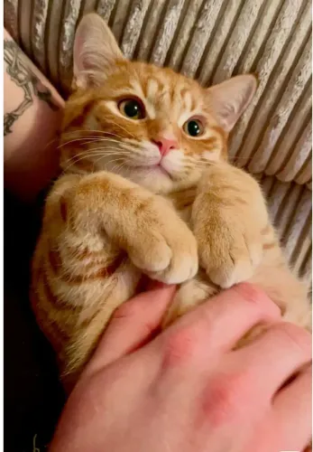 Doação de gatos