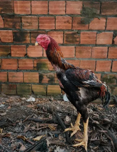 Galo índio gigante 