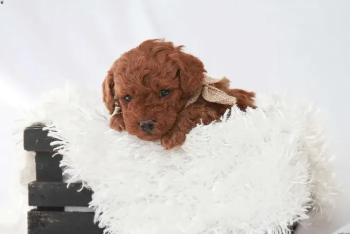 Poodle toy - pequeno e esperto