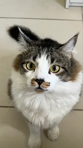 Doação de gato