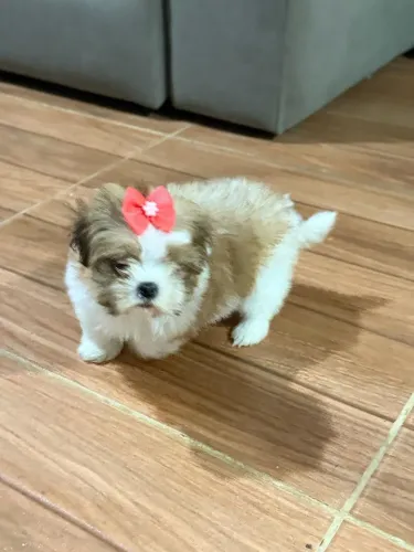 Shitzu linda demais
