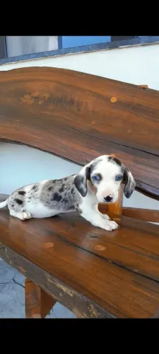 Filhotes De dachshund disponível (teckel, salsicha)