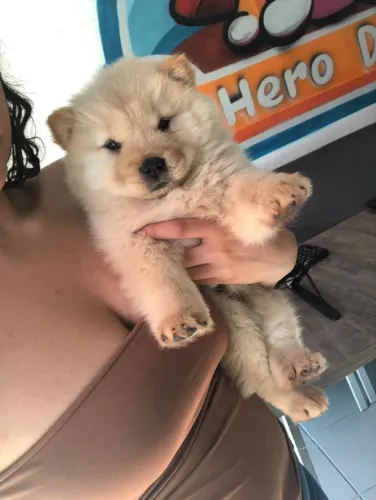 ? Pelagem encantadora, olhar marcante e muito carinho para dar! Chow Chow disponível