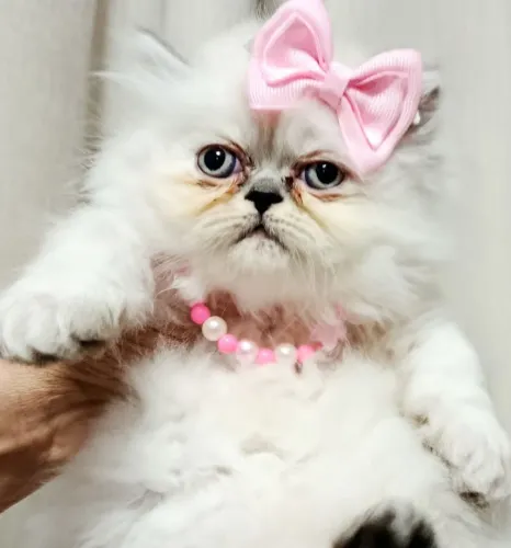 Gata persa