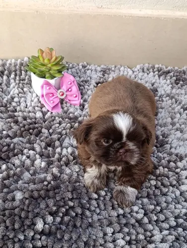 Vendo linda filhote de shih Tzu 