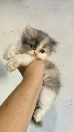 FILHOTE DE GATO PERSA
