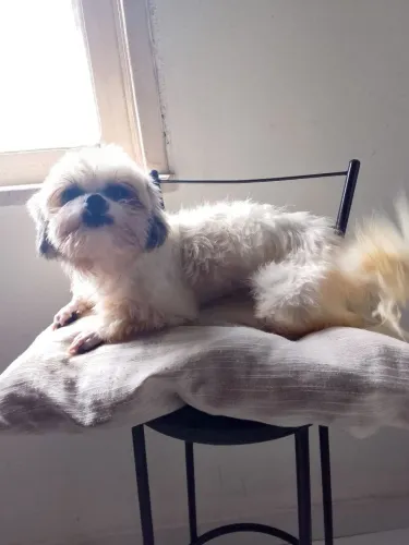 Lhasa adulta fêmea bem pequena 