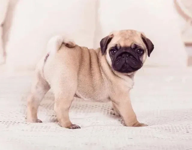 Doa-se filhote de pug 