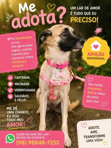 Cachorrinha CASTRADA para ADOÇÃO RESPONSÁVEL