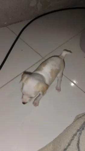 Vendo filhote de pinche