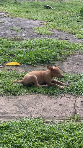 Abandonada 