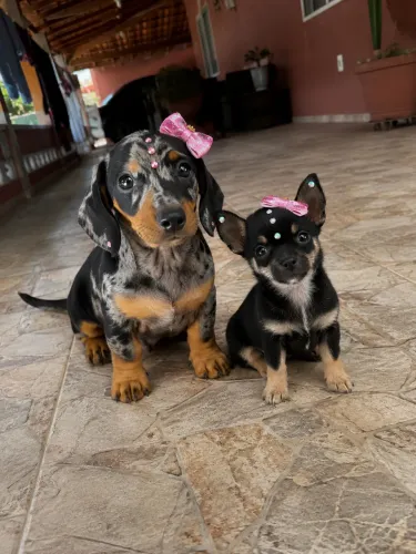 Chihuahua fêmeas de pelo curto com pedigree em até 18x com KIT GRÁTIS 
