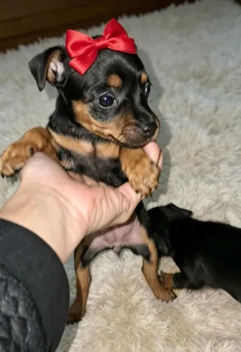 Pinscher fêmea 