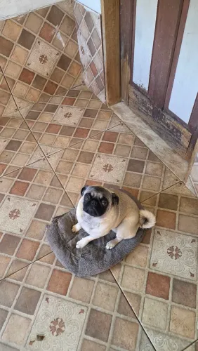 PUG Fêmea 7 meses