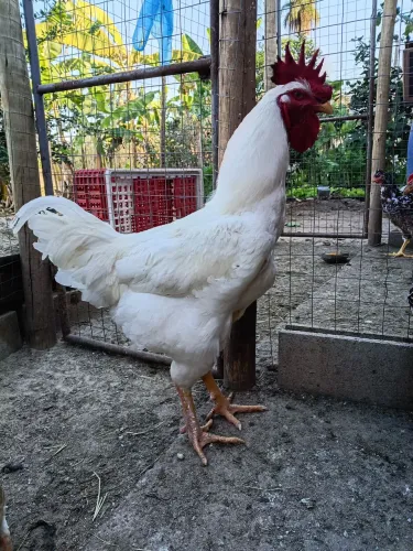 Frango gsb