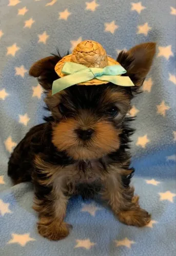 Cachorro filhote yorkshire com linhagem selecionada e dócil